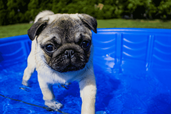 Help your pets beat the heat this summer by staying aware of the temperature, providing plenty of water and shade.