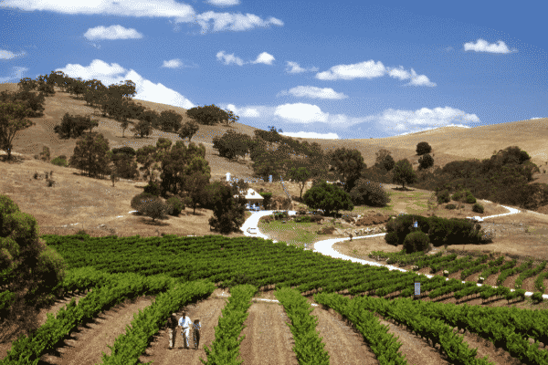 The first destination most people of think about for visiting wineries in this country is California, and that is not without good reason. The first wine grapes were planted in the states by Franciscan missionaries as early as 1797. The state now produces 93% of the domestic wine consumed in the United States.