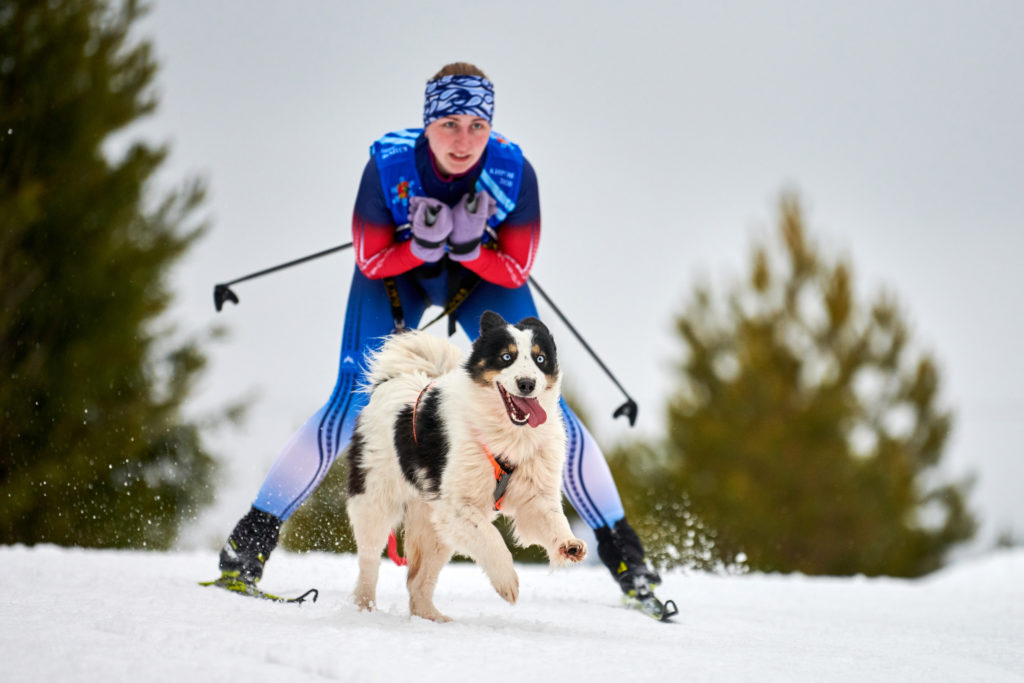 Skijoring