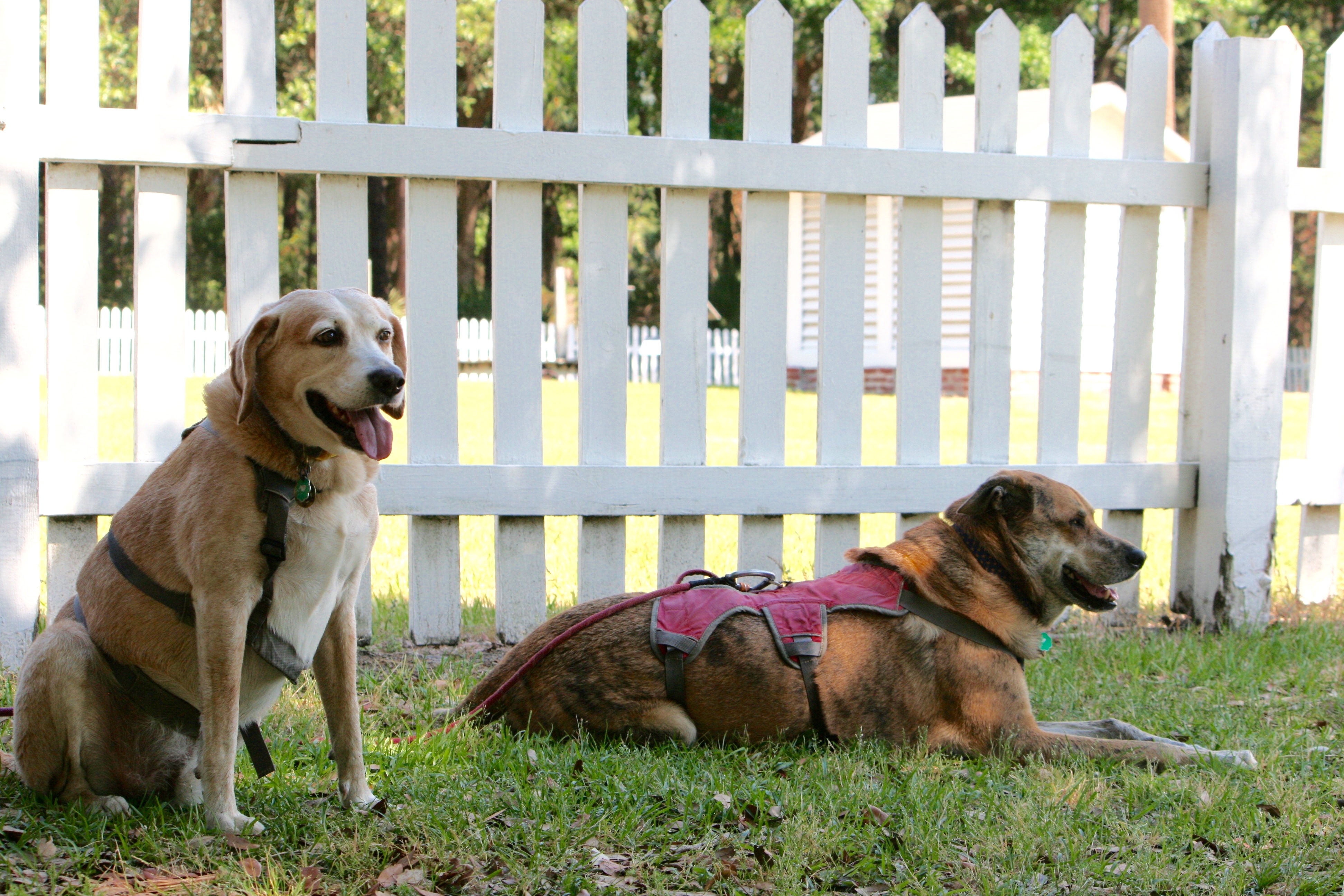 Dogs in South Carolina