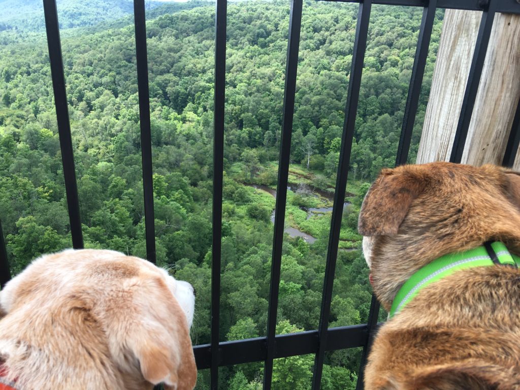 Kinzua Bridge with 2 Traveling Dogs