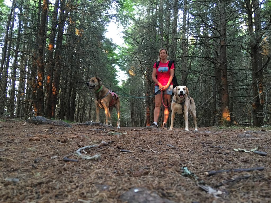 Acadia National Park with 2 Traveling Dogs